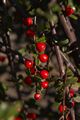 Cotoneaster horizontalis Irga pozioma